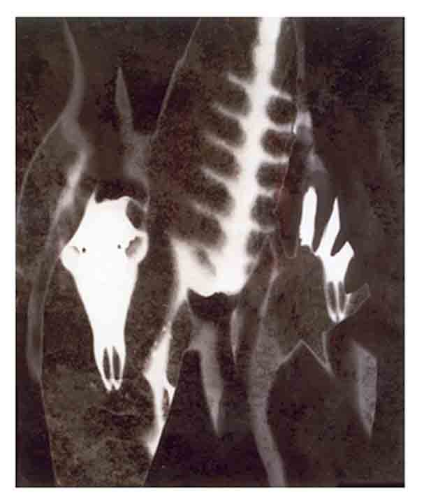 Photogram Vertebrae 01